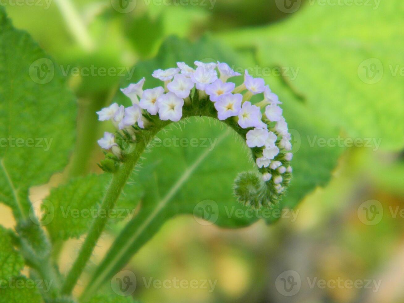 fermer photo de une sauvage vert plante cette a magnifique fleurs. les plantes cette grandir sauvage dans tropical la nature