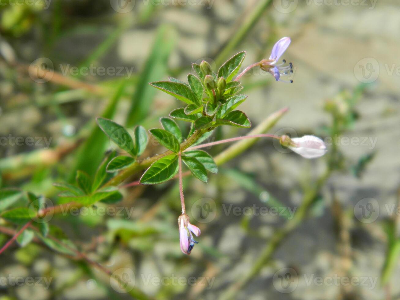 fermer photo de une sauvage vert plante cette a magnifique fleurs. les plantes cette grandir sauvage dans tropical la nature