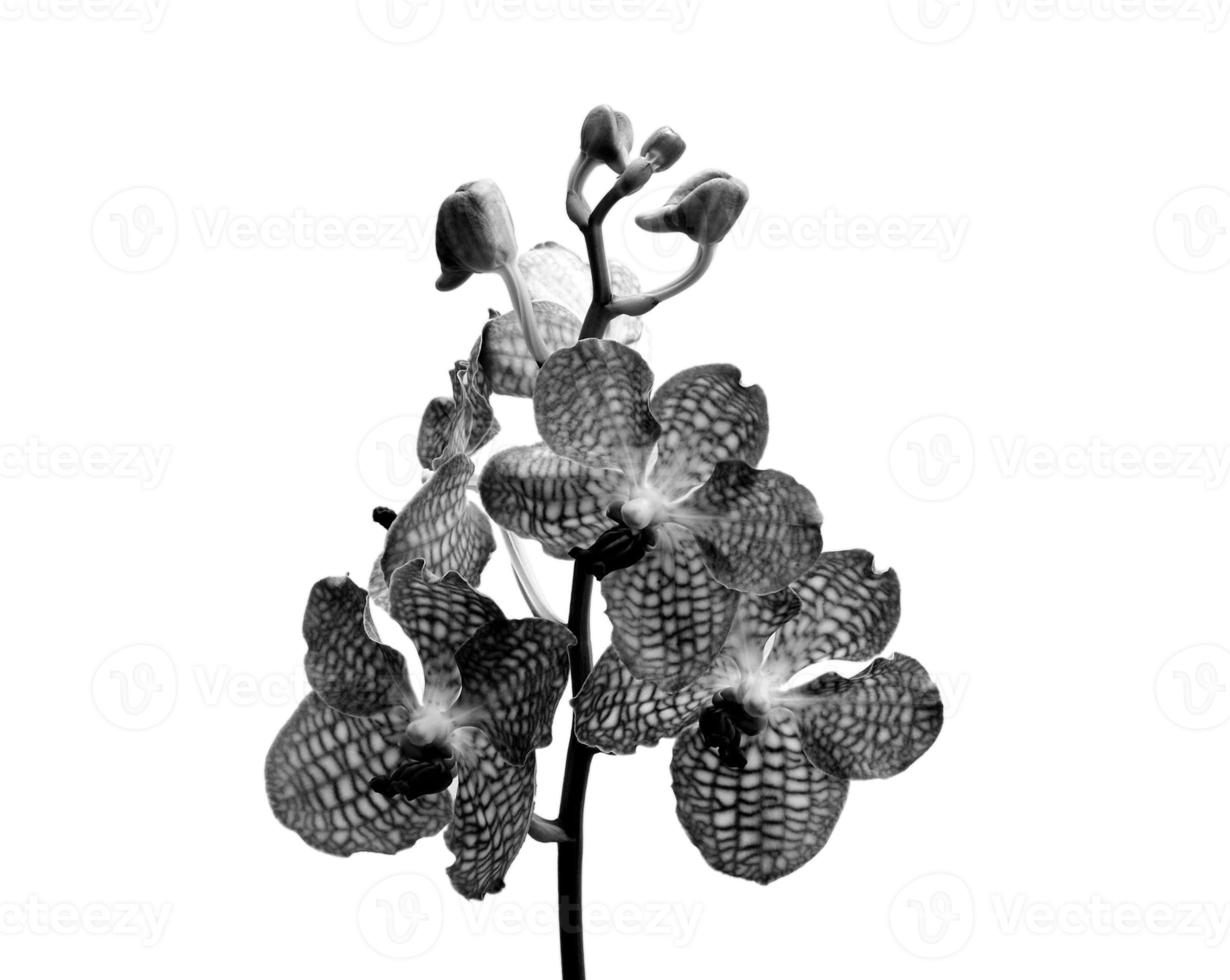 orchidée noire et blanche sur fond blanc. photo