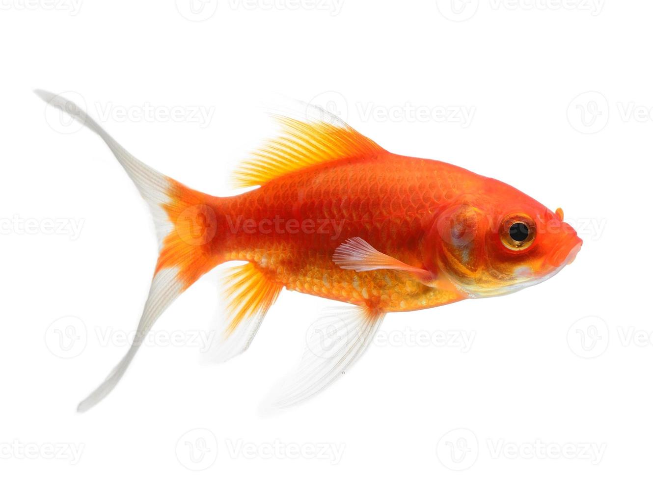 poisson rouge isolé sur fond blanc photo