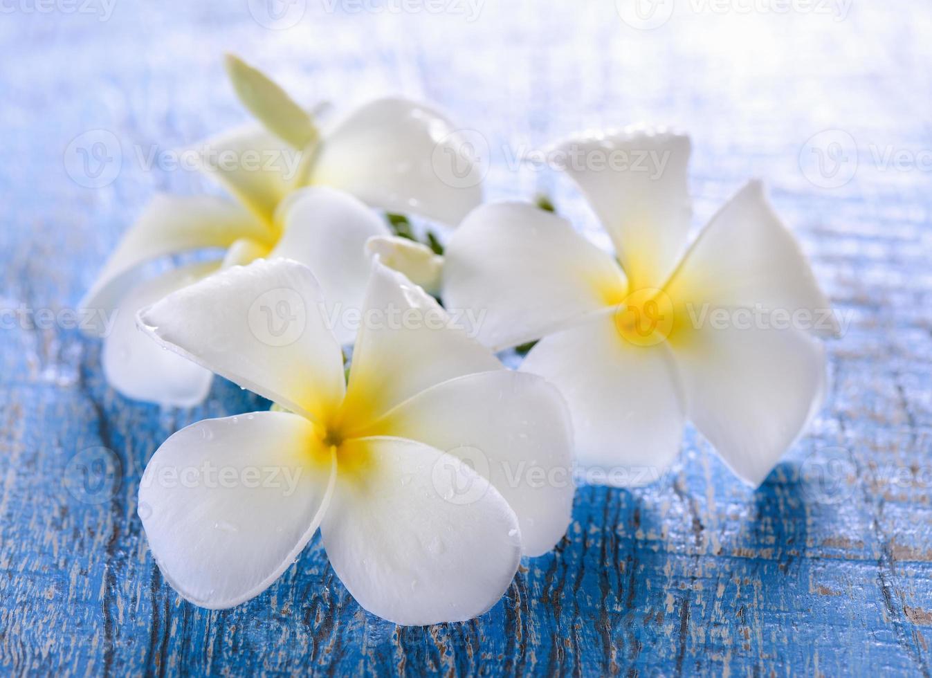 fleur de frangipanier sur table photo
