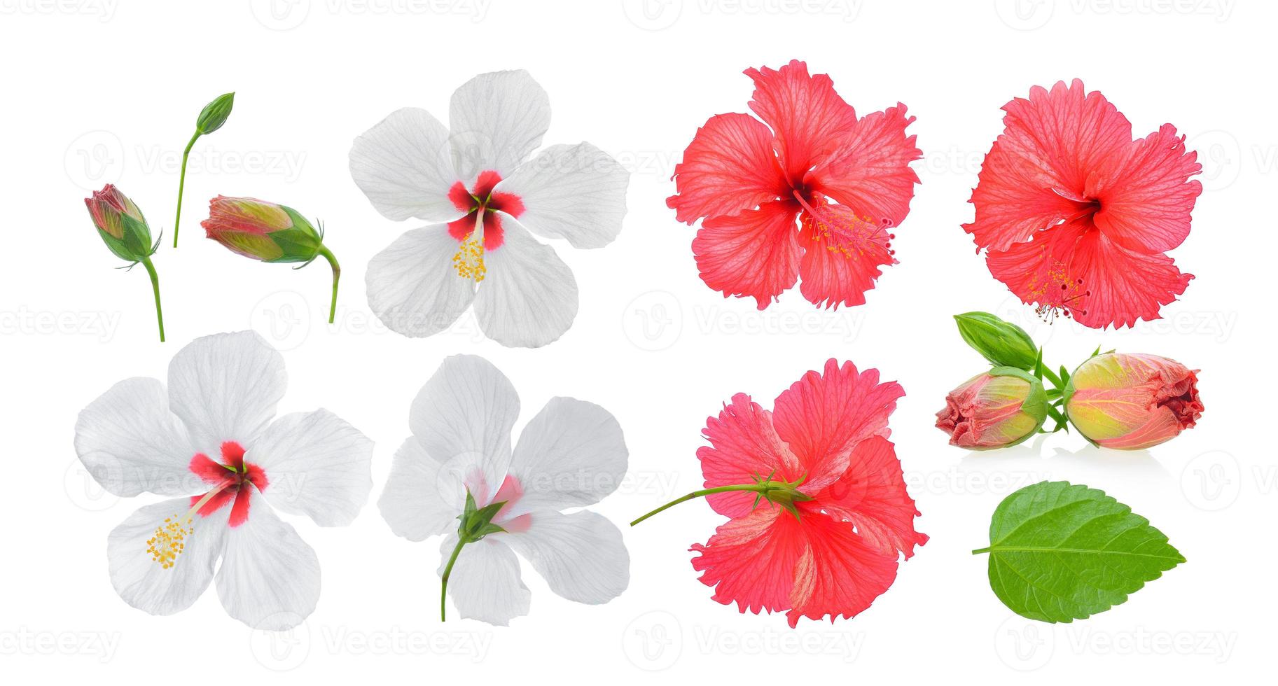 Fleur d'hibiscus rouge et blanc isolé sur fond blanc photo