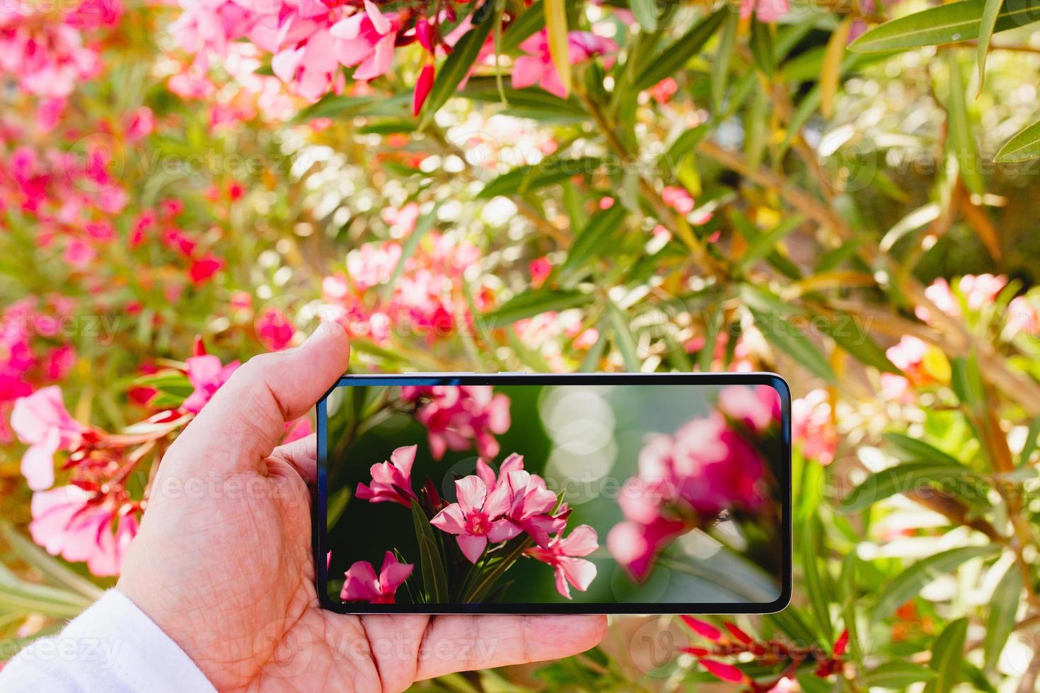 utiliser un smartphone pour faire une macro photo de fleurs roses