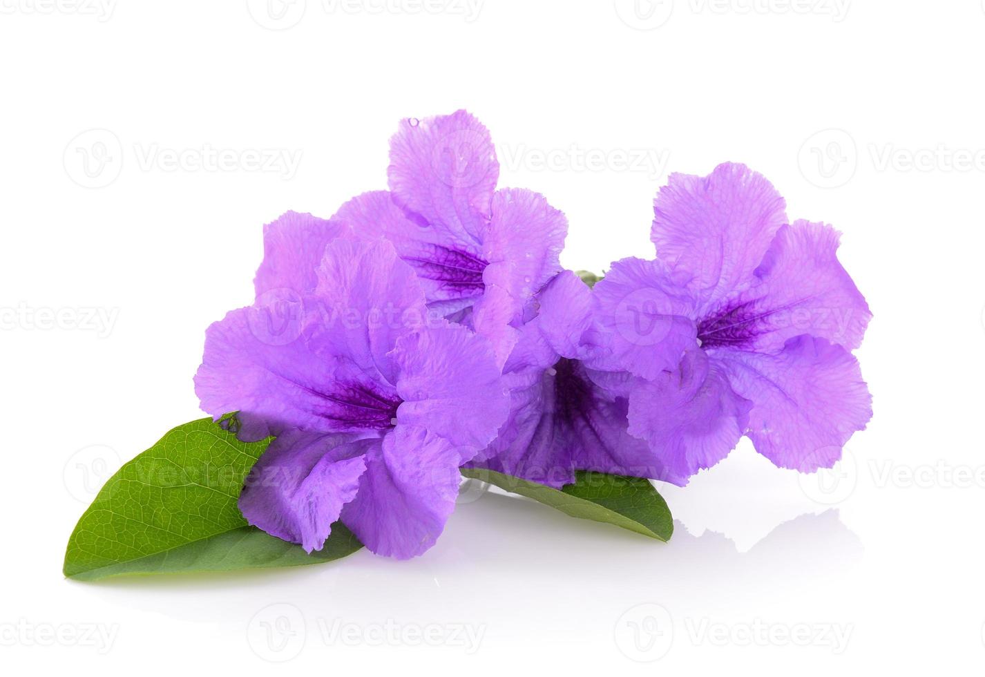 fleurs violettes sur fond blanc photo