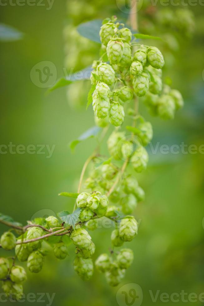 branche de plante de houblon vert en gros plan avec des cônes mûrs. photo