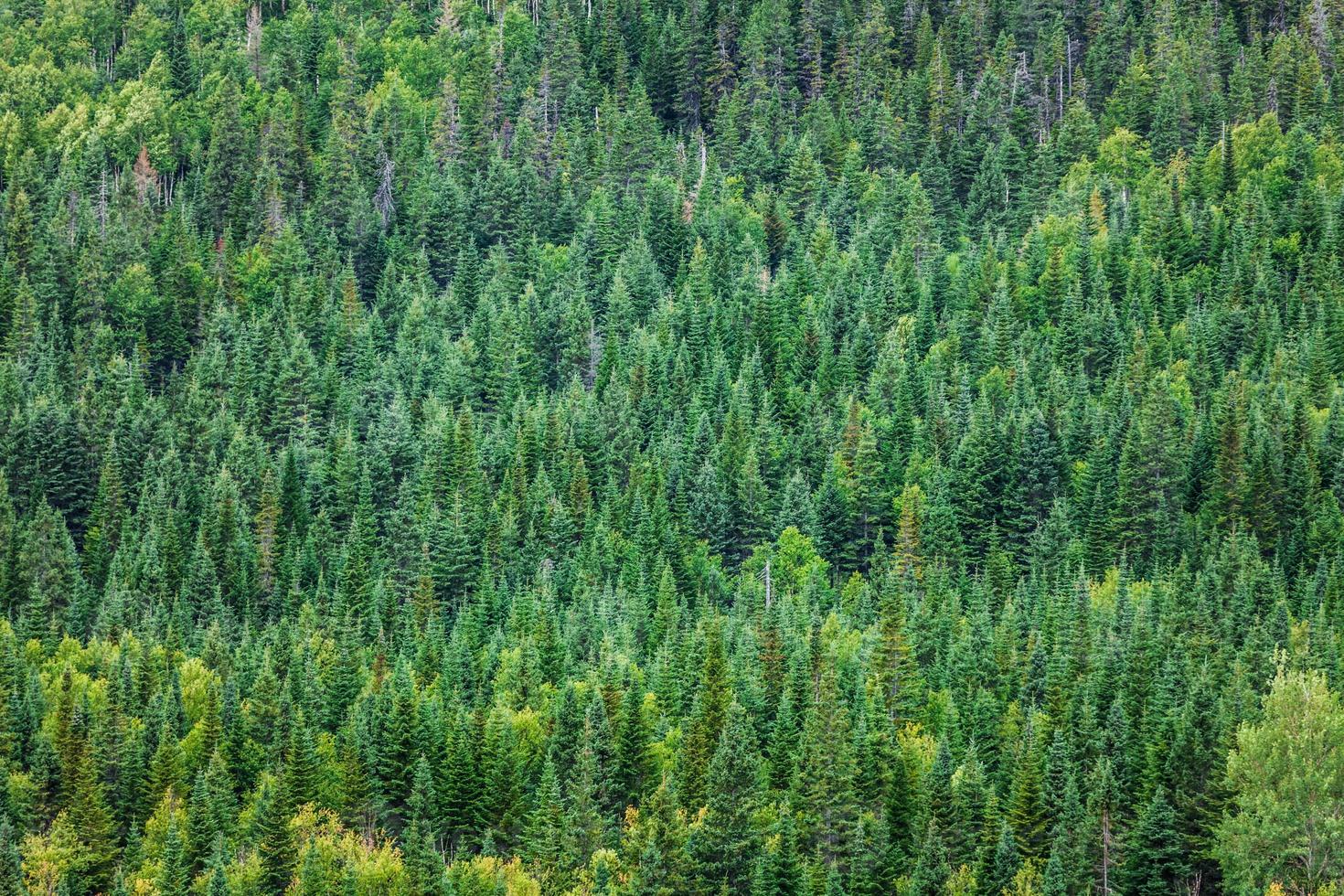 texture de la forêt verte photo