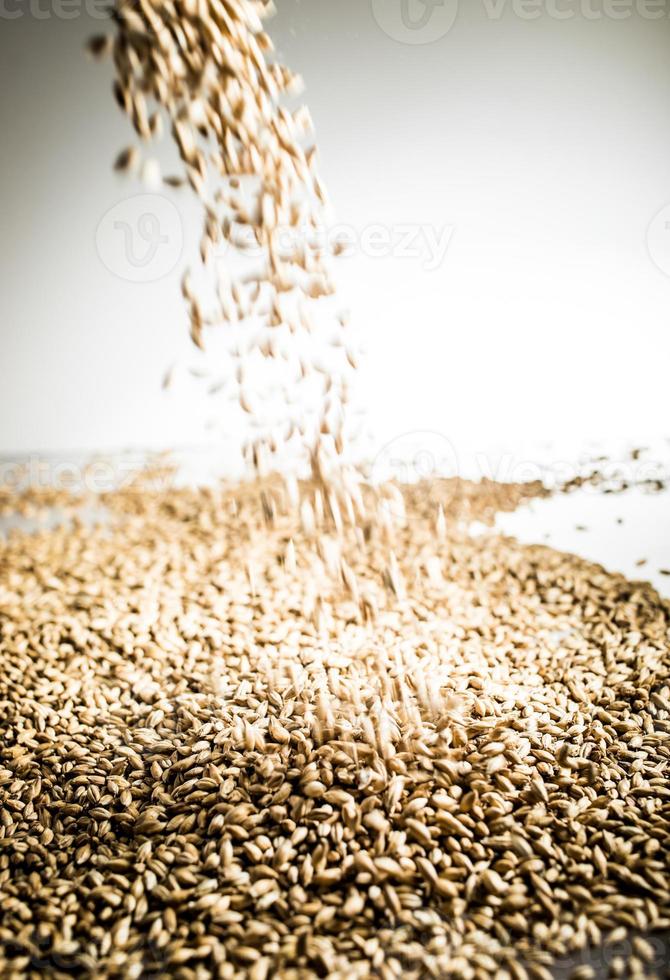 Tas de grains de bière malt pilsner tombant sur un tableau blanc photo