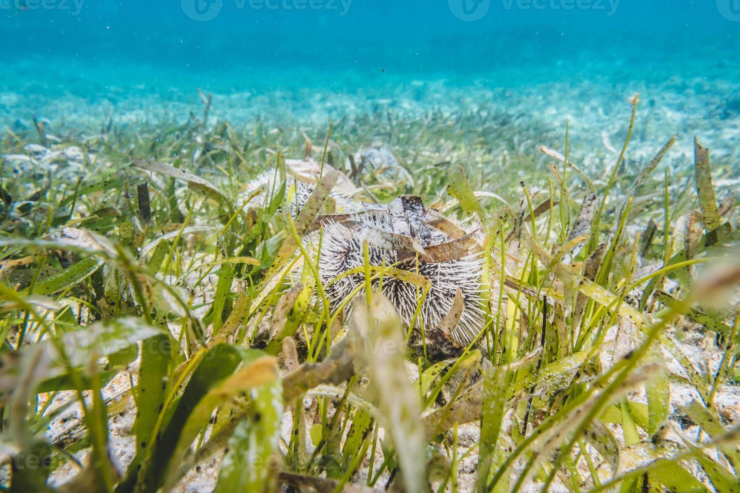 Vue sous-marine en gros plan d'oursins hérissés blancs photo