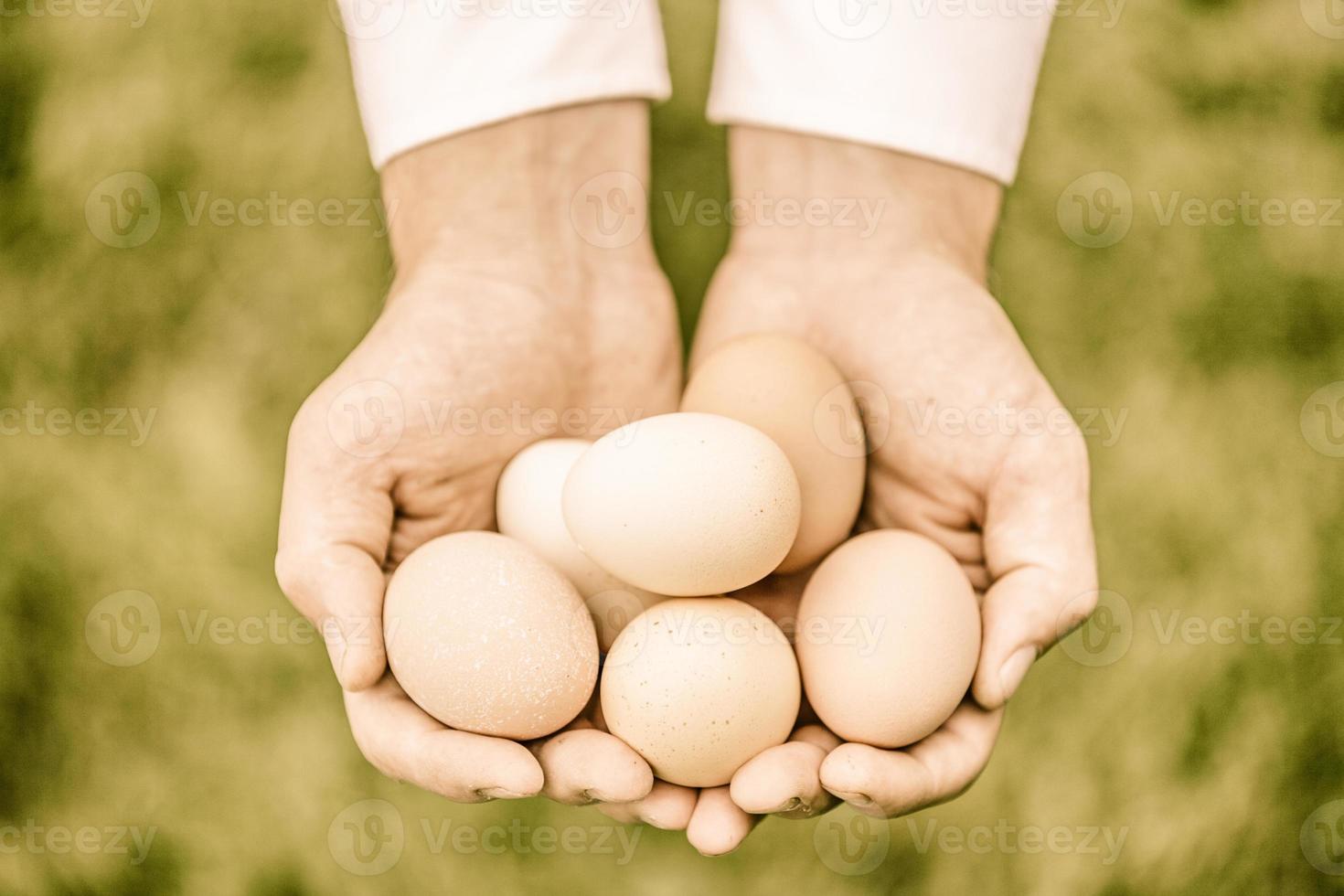 oeufs en mains photo