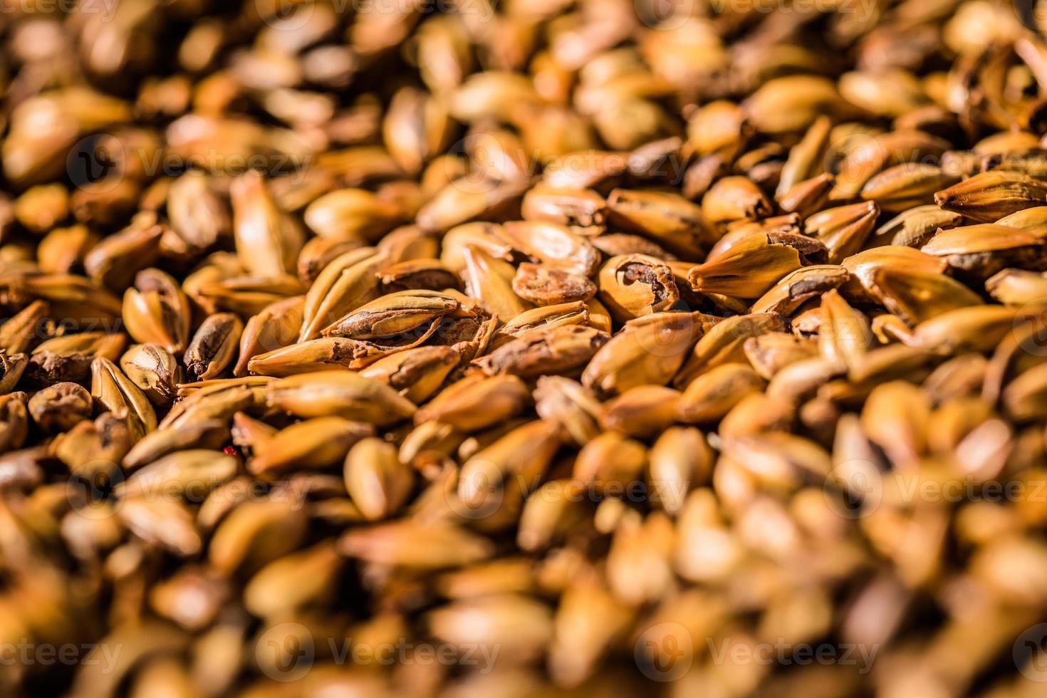 bière orge grains maltés macro texture photo