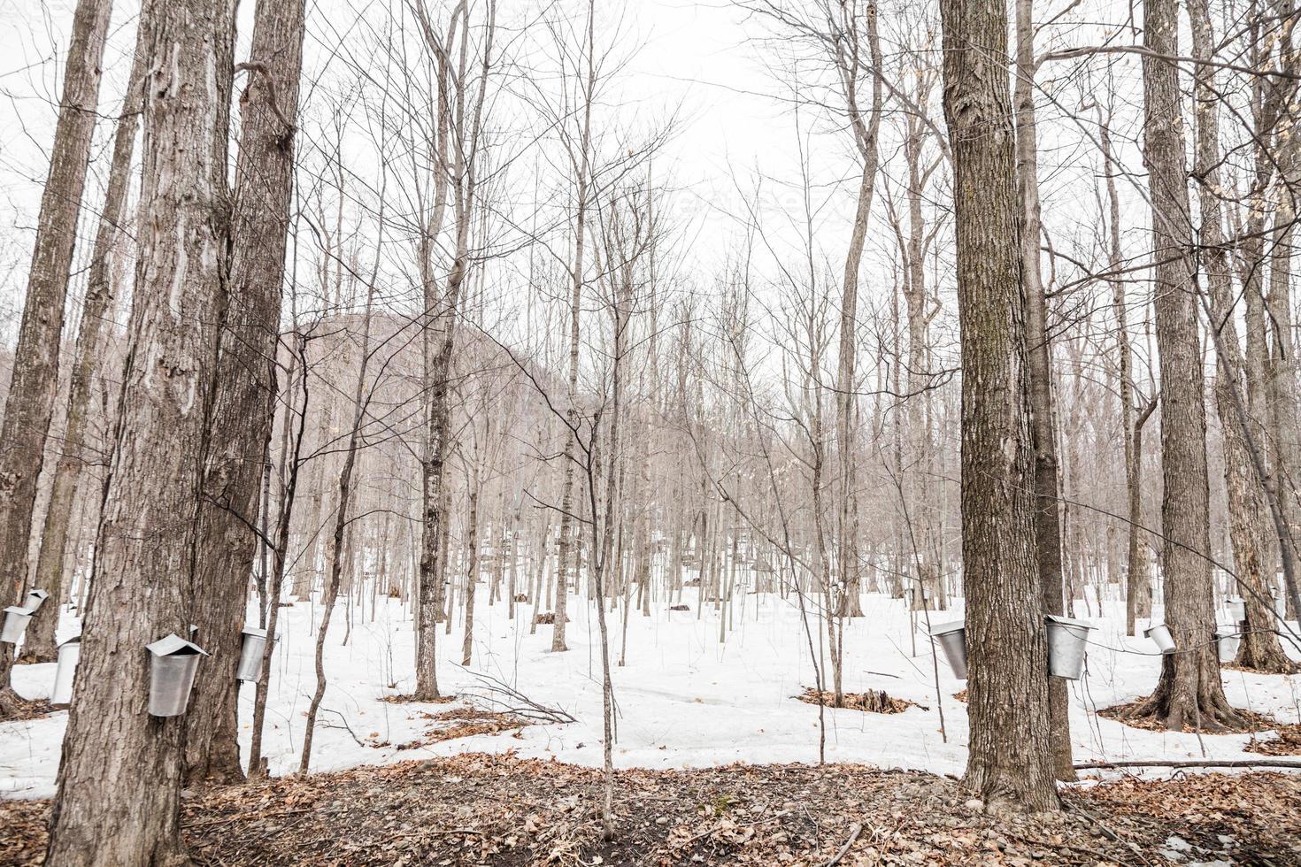 forêt de seaux de sève d'érable sur les arbres photo