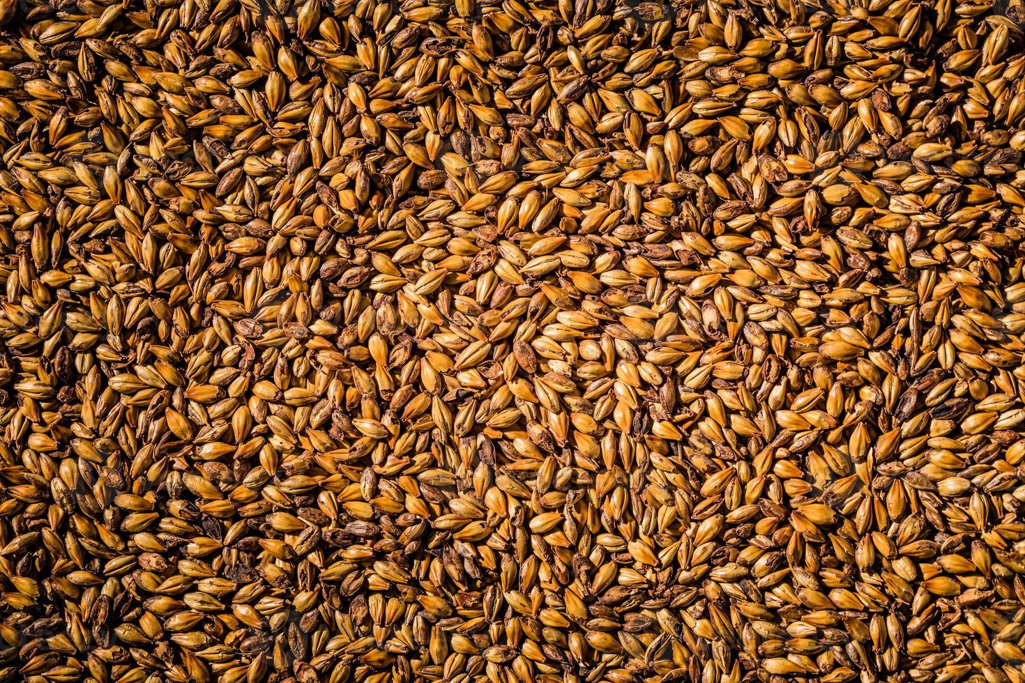 bière orge grains maltés macro texture photo