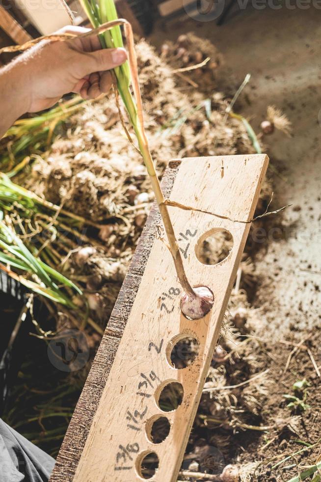 travailleur prenant la mesure d'une taille de bulbe d'ail photo