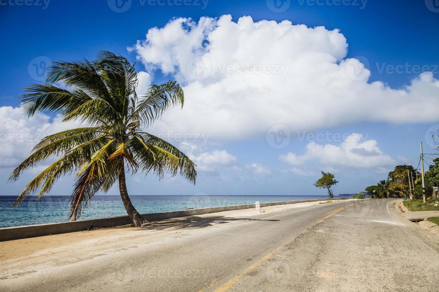 grand palmier au bord de la route photo