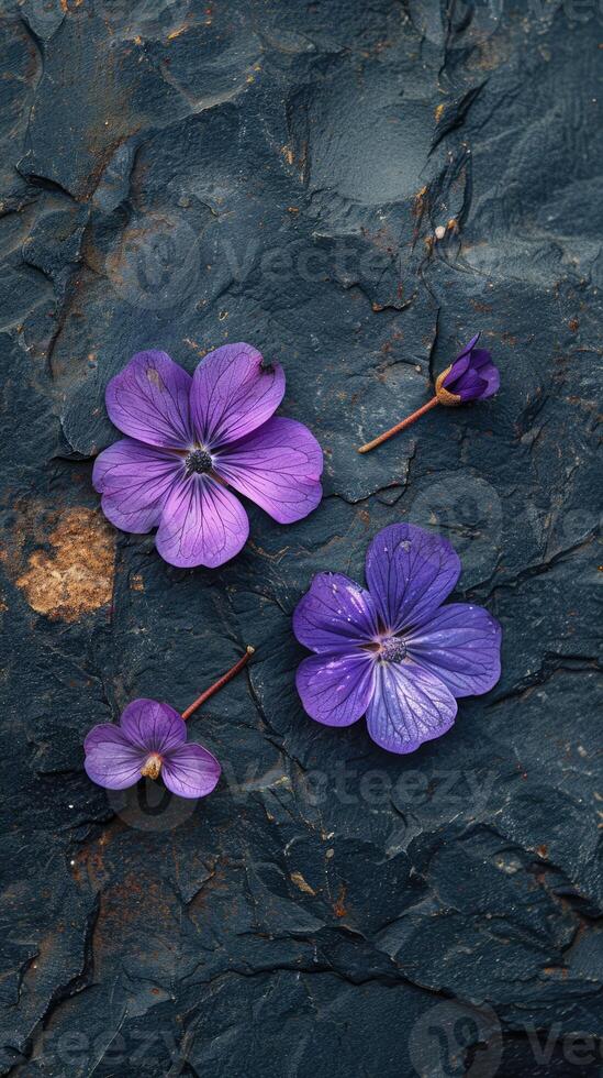 minuscule violet sol fleurs fermer photo