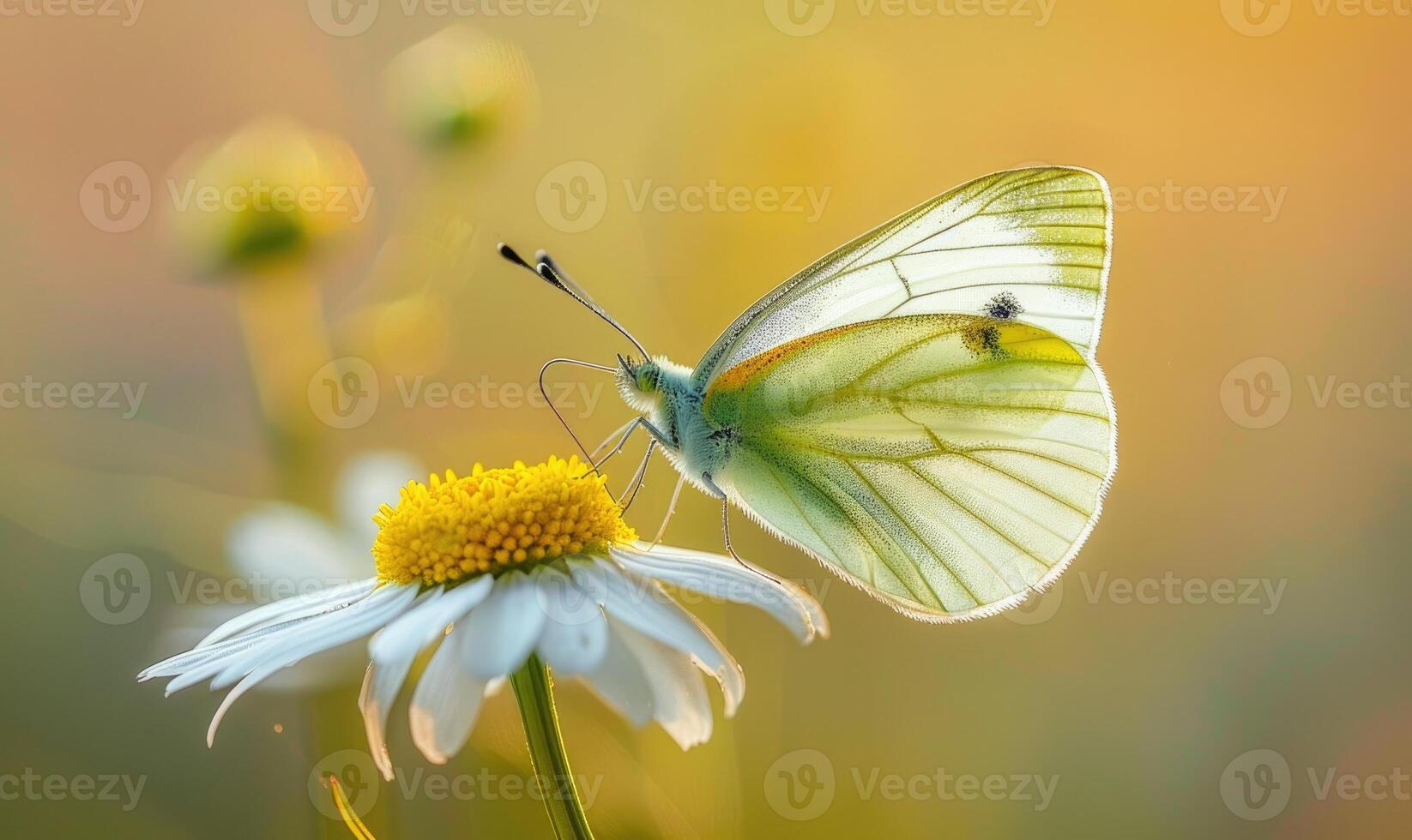 papillon au milieu de fleurs sauvages, fermer voir, sélectif se concentrer, printemps la nature photo