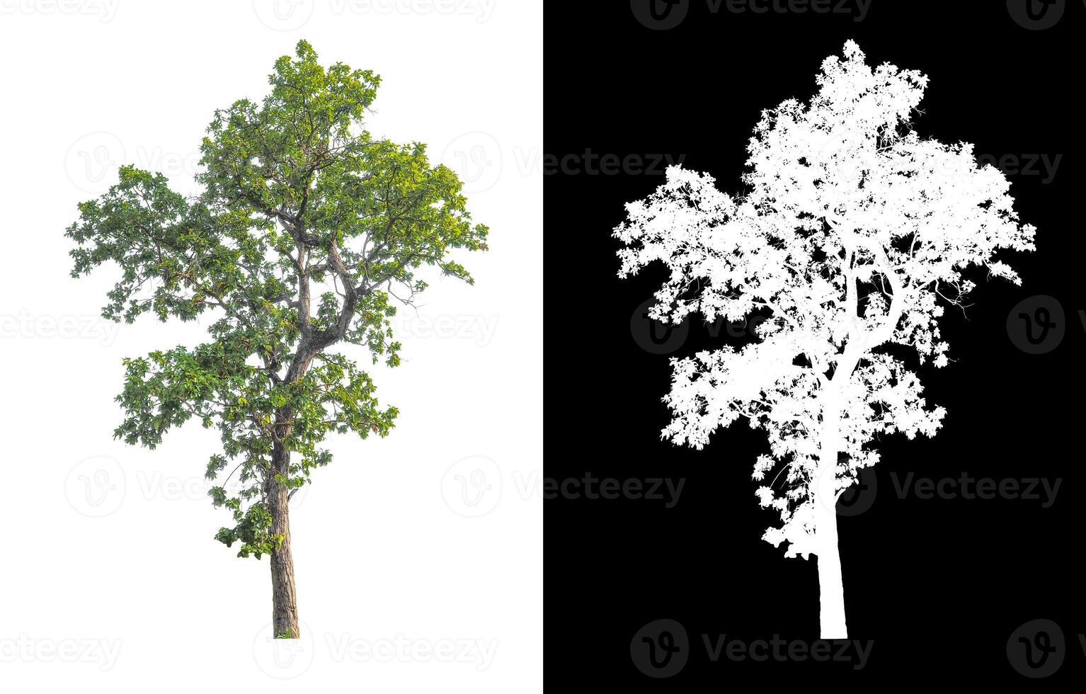 les arbres isolés sur fond blanc conviennent à la fois à l'impression et aux pages Web photo