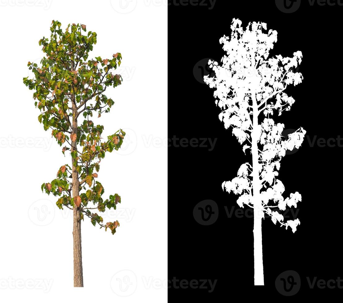 les arbres isolés sur fond blanc conviennent à la fois à l'impression et aux pages Web photo