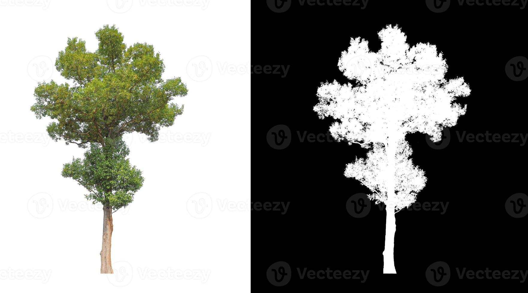 les arbres isolés sur fond blanc conviennent à la fois à l'impression et aux pages Web photo