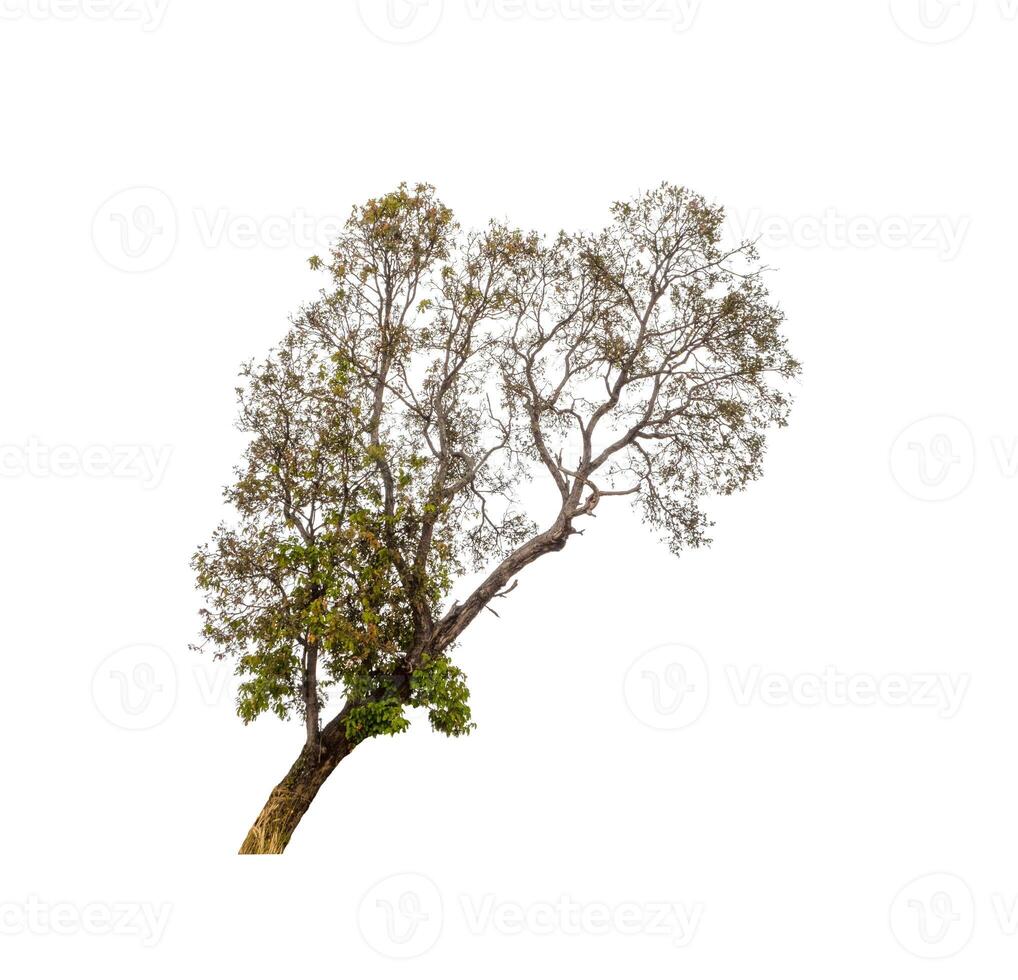 les arbres isolés sur fond blanc conviennent à la fois à l'impression et aux pages Web photo