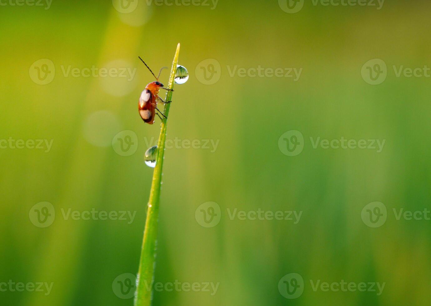 herbe et Matin rosée abstrait. photo