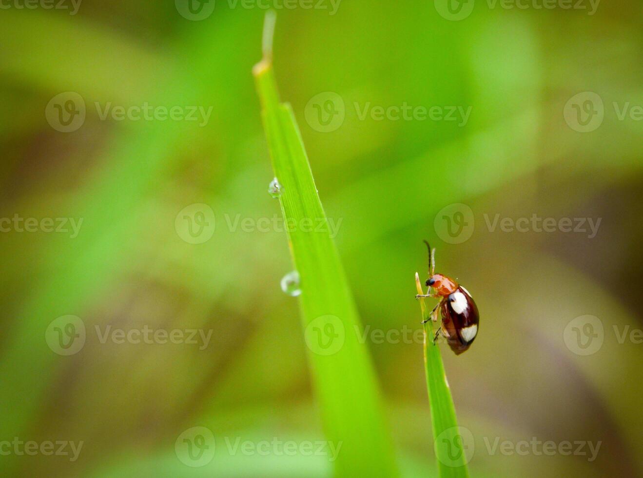 herbe et Matin rosée abstrait. photo