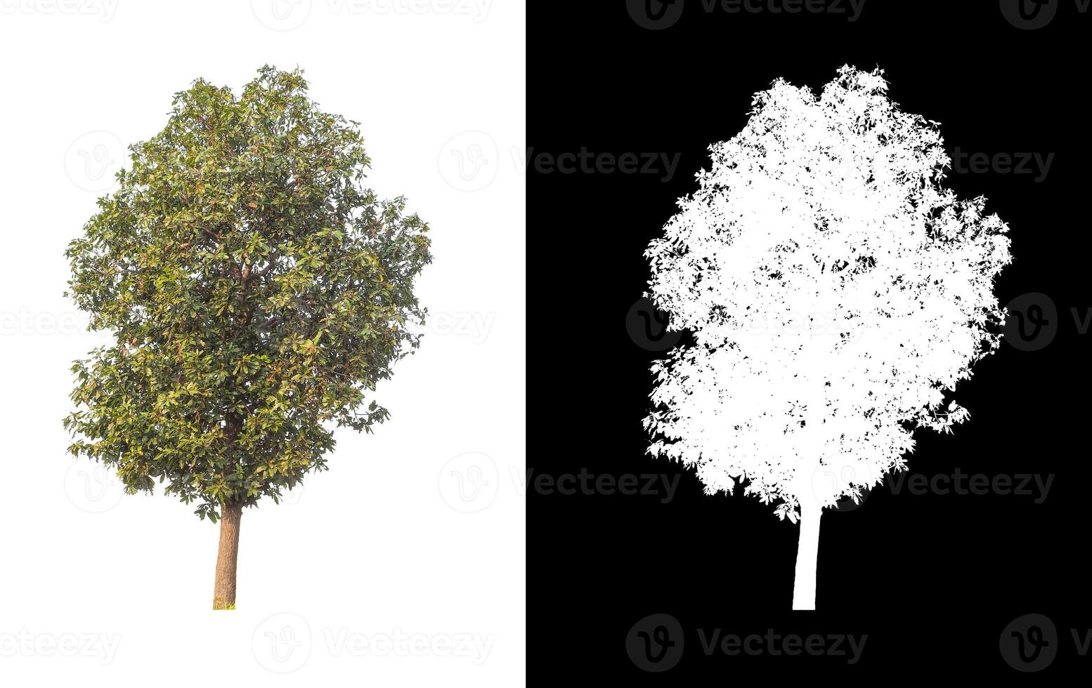 les arbres isolés sur fond blanc conviennent à la fois à l'impression et aux pages Web photo