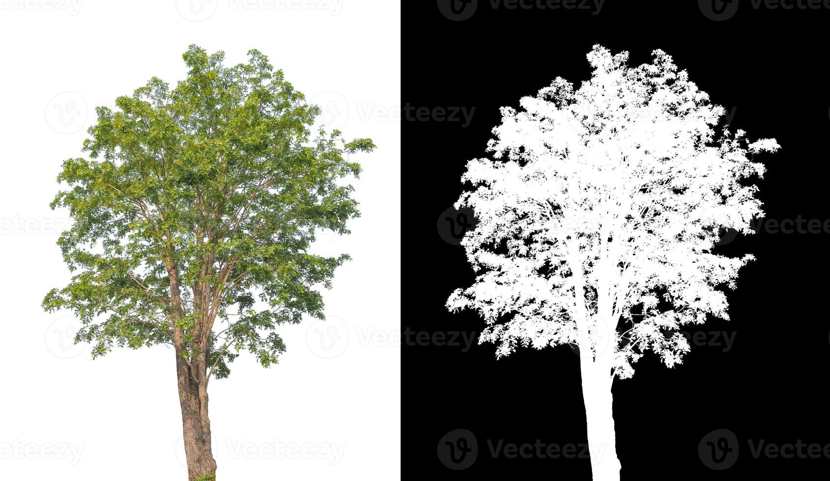 les arbres isolés sur fond blanc conviennent à la fois à l'impression et aux pages Web photo