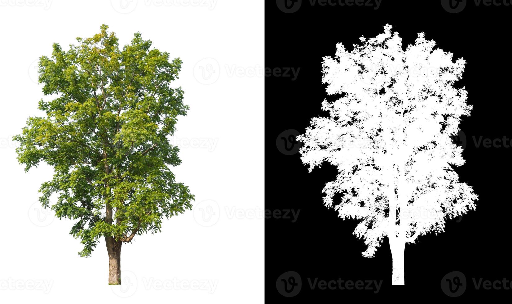 les arbres isolés sur fond blanc conviennent à la fois à l'impression et aux pages Web photo