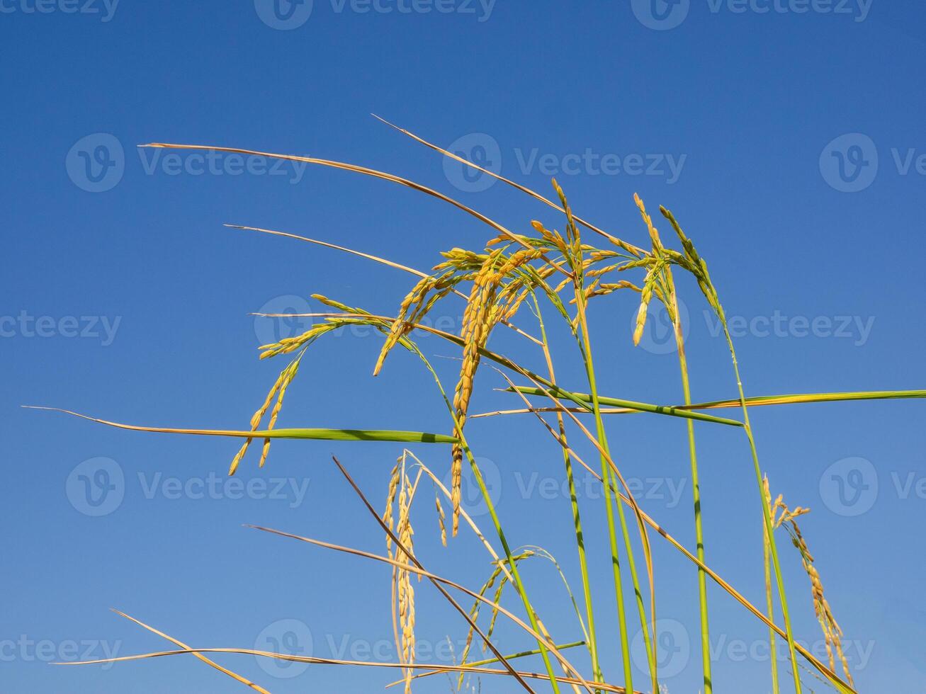 une proche en haut de riz les plantes isolé sur une bleu Contexte photo