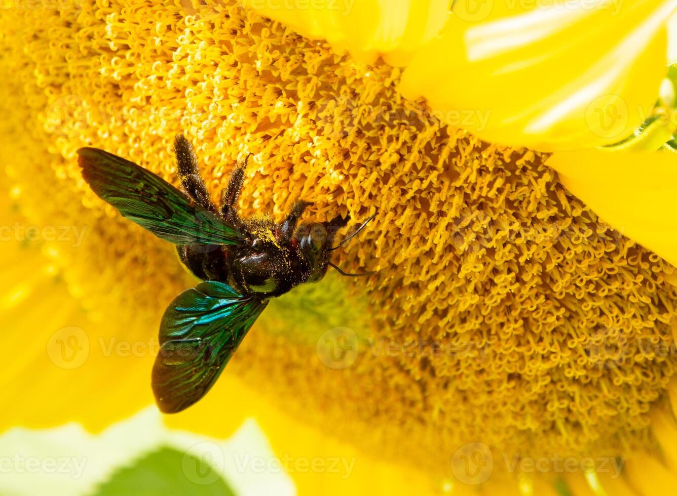 abeille recueille nectar de une tournesol photo