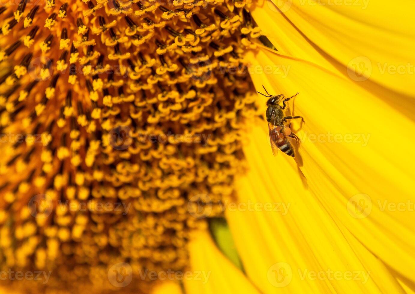 proche en haut vue de abeille recueille nectar de une tournesol photo