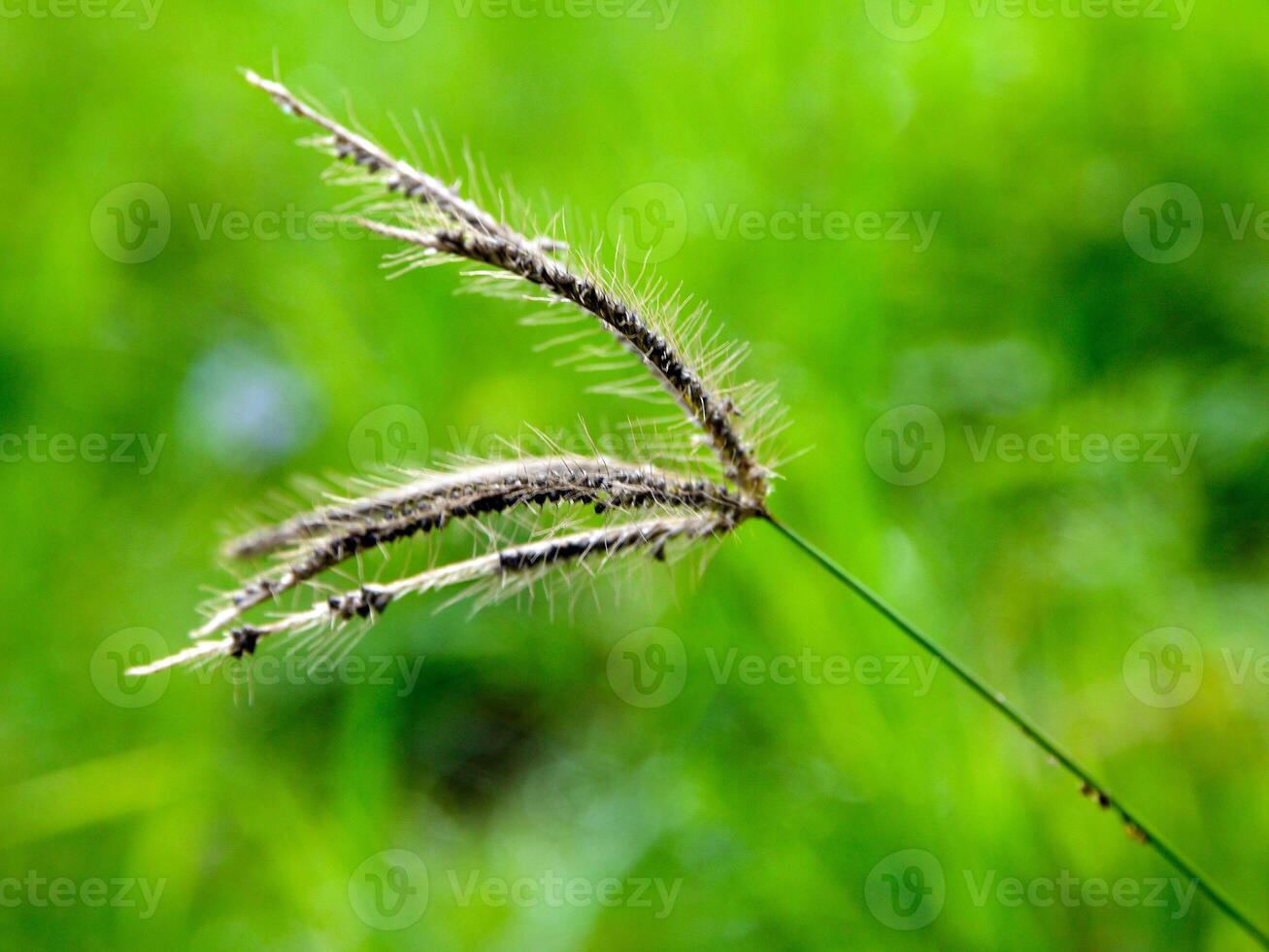 Matin herbe fleurs ensoleillement photo