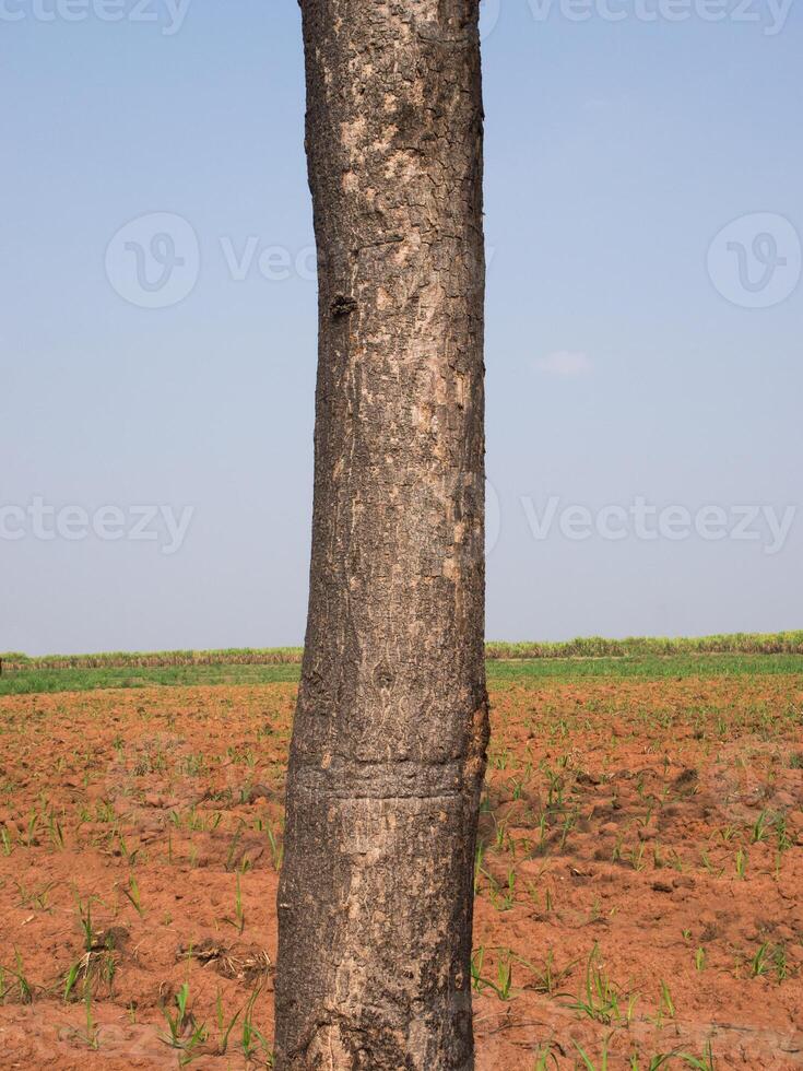arbre tronc isolé de Contexte photo