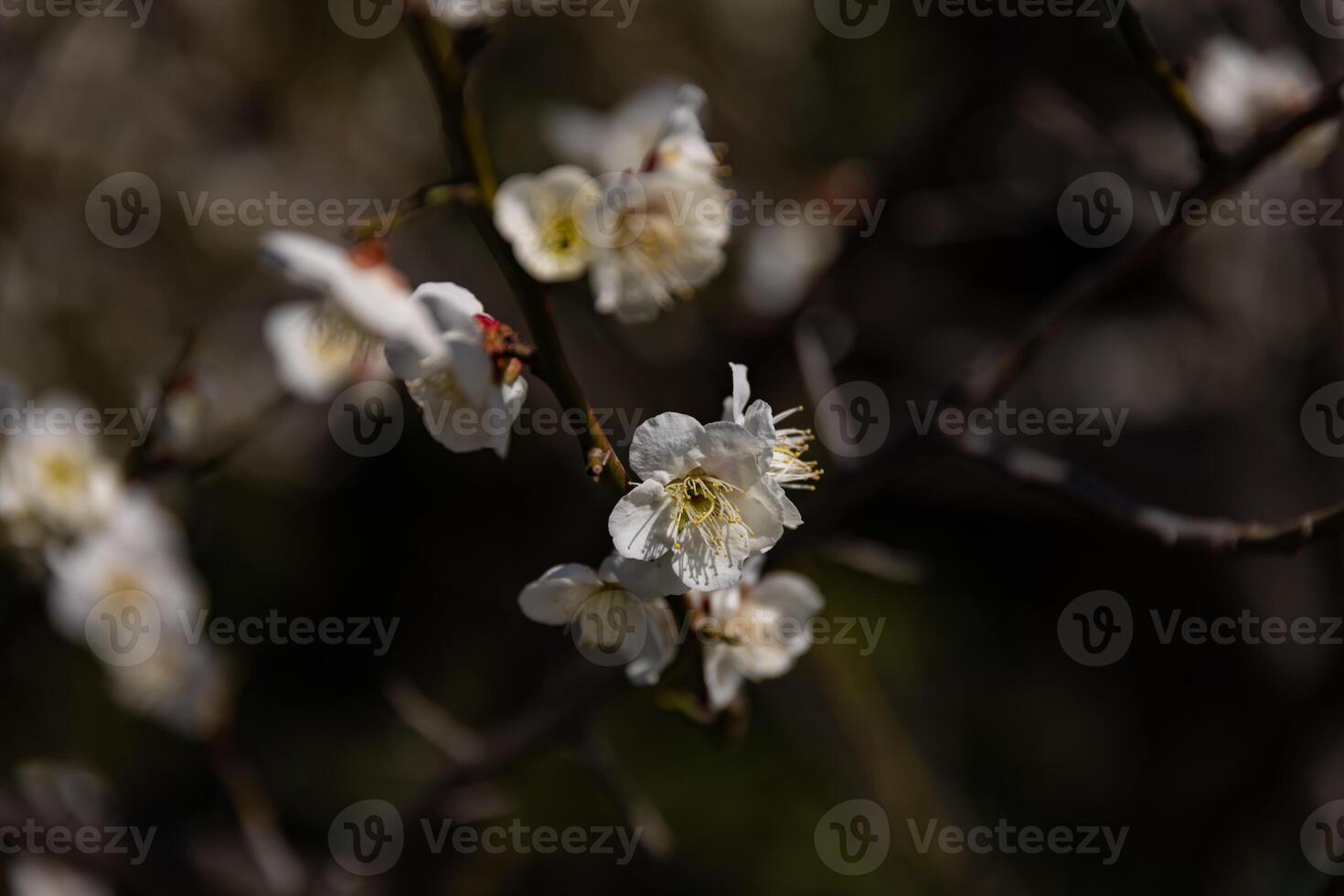 prune fleur derrière le bleu ciel ensoleillé journée proche en haut photo