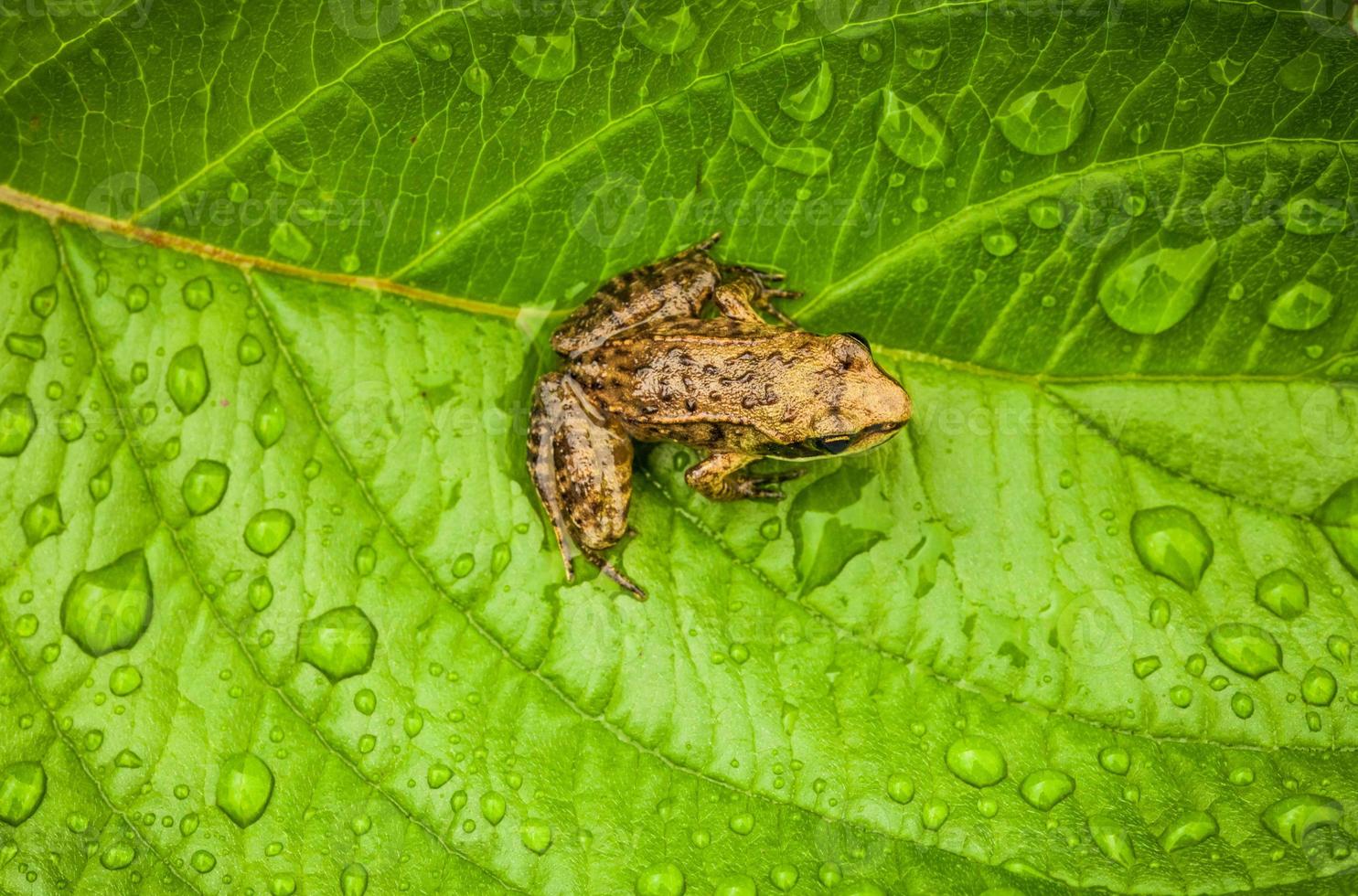 miniature de s'asseoir sur une feuille mouillée photo