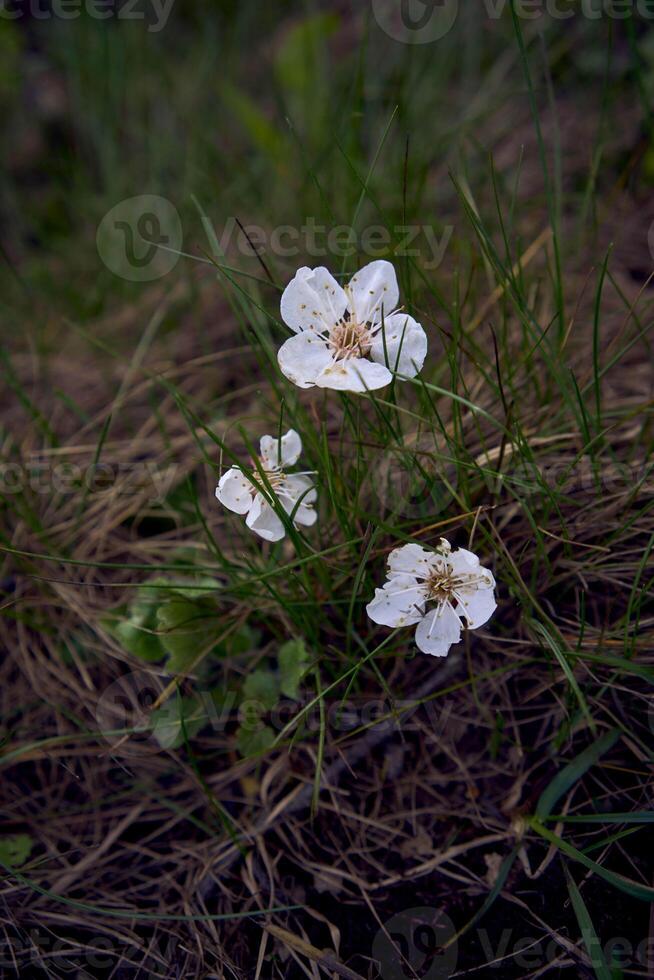 abricot fleurs sur le sol, herbe texture, Contexte photo