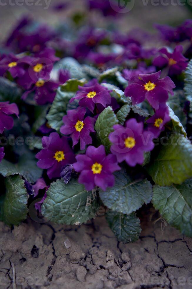 violettes sur une parterre de fleurs dans le ouvert champ, Contexte photo