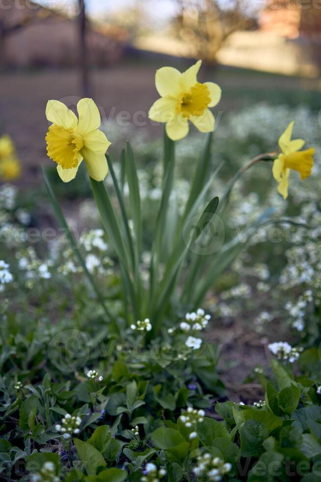 printemps fleurs sur le parterre de fleurs, jonquilles photo