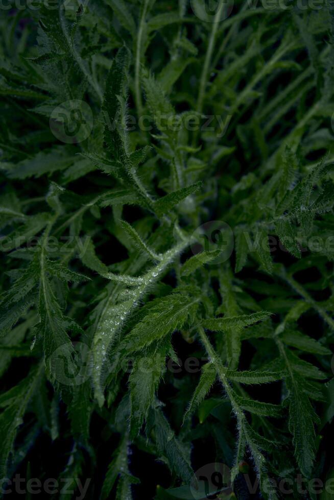 Frais vert coquelicot choux, plante Contexte photo