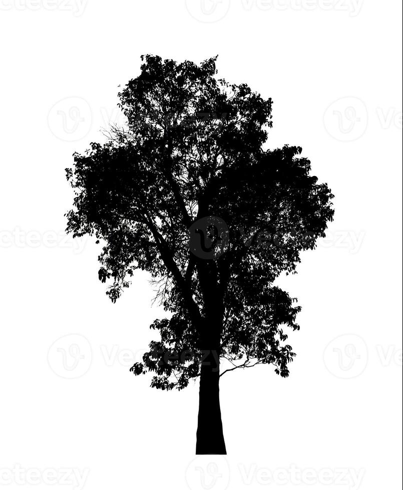 arbre silhouette pour brosse sur blanc Contexte. photo