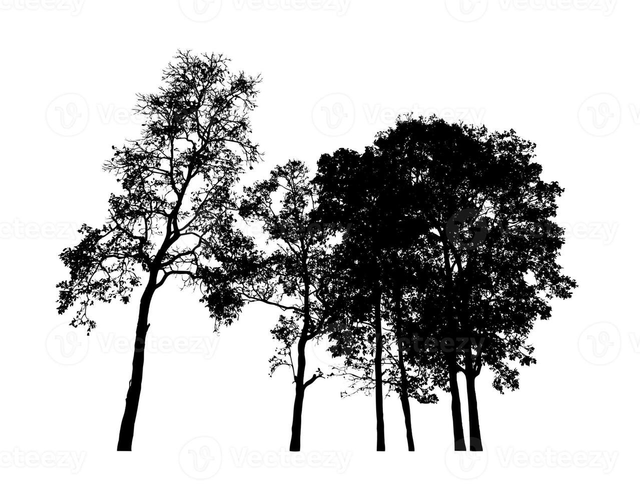 arbre silhouette pour brosse sur blanc Contexte. photo