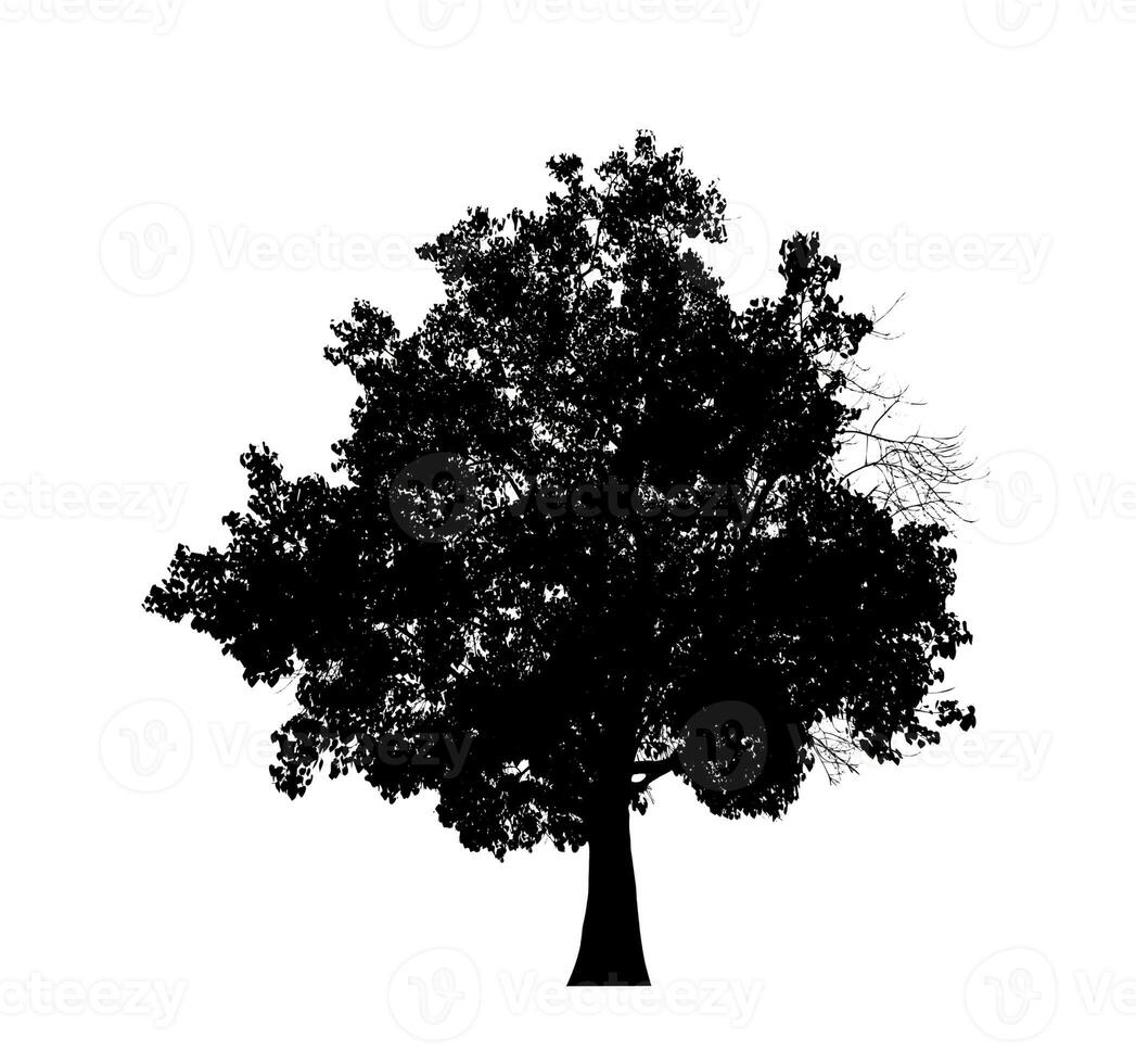 arbre silhouette pour brosse sur blanc Contexte. photo