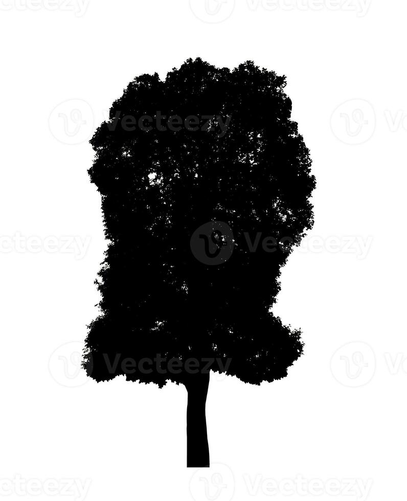 arbre silhouette pour brosse sur blanc Contexte. photo