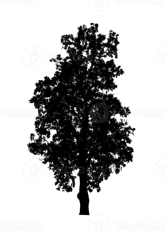 arbre silhouette pour brosse sur blanc Contexte. photo