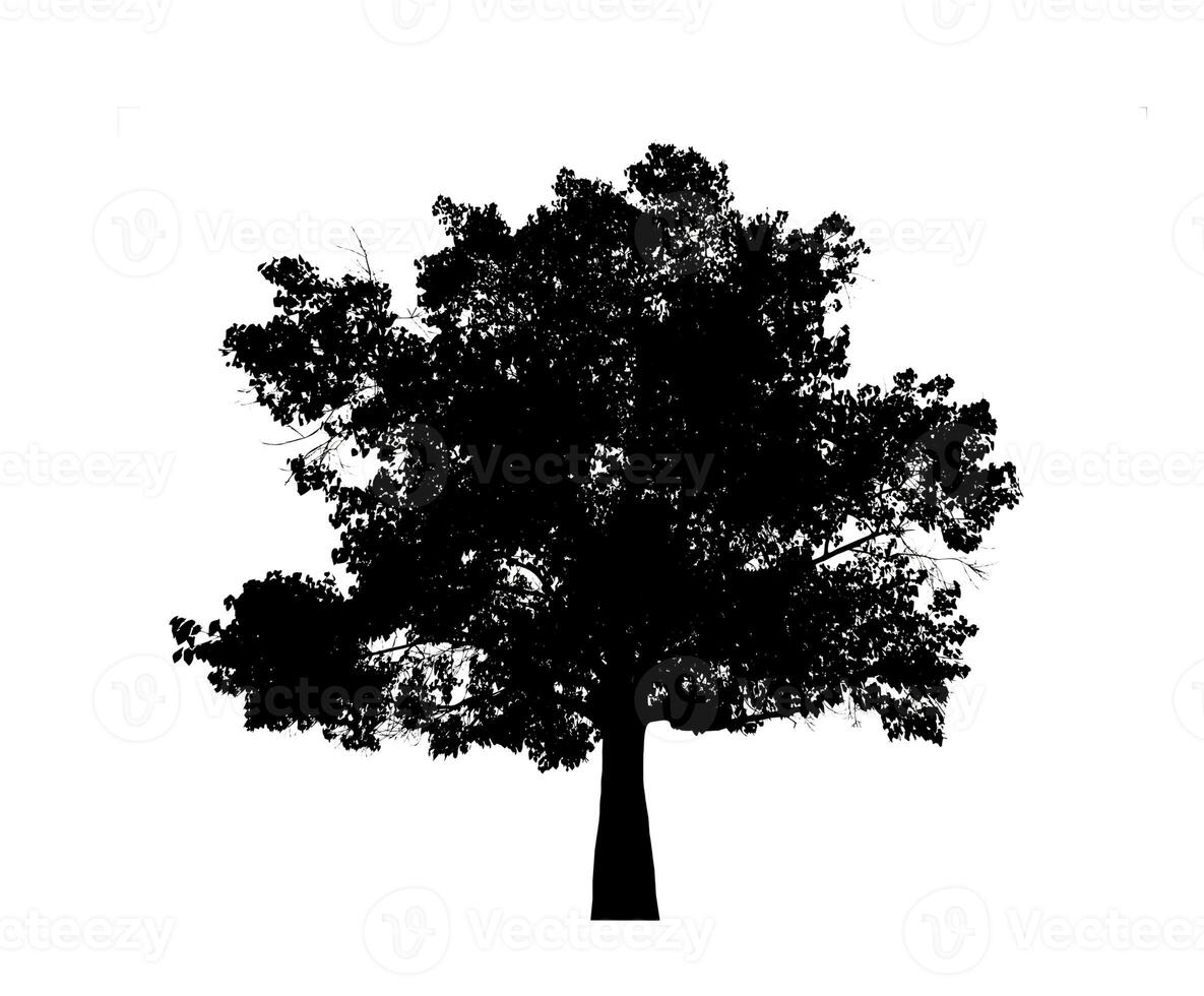 arbre silhouette pour brosse sur blanc Contexte. photo