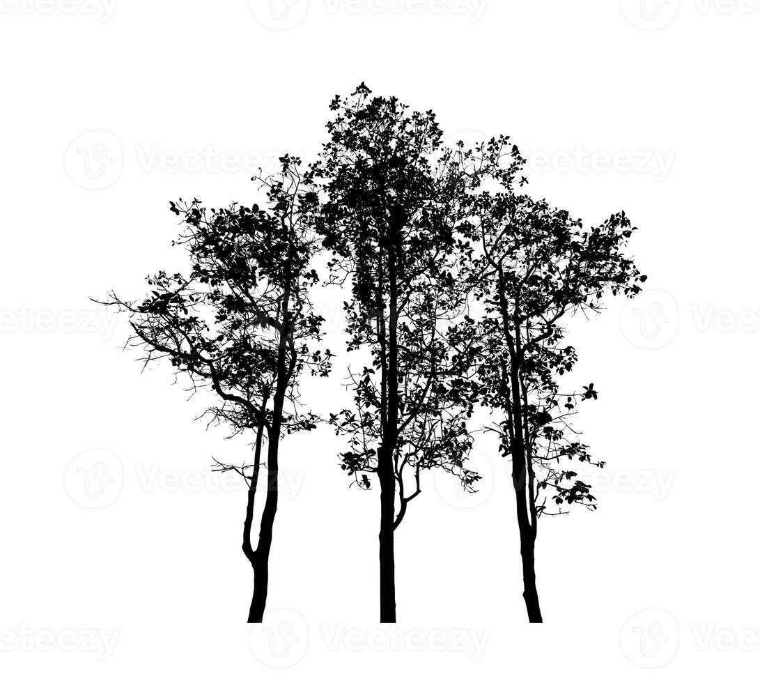 arbre silhouette pour brosse sur blanc Contexte. photo