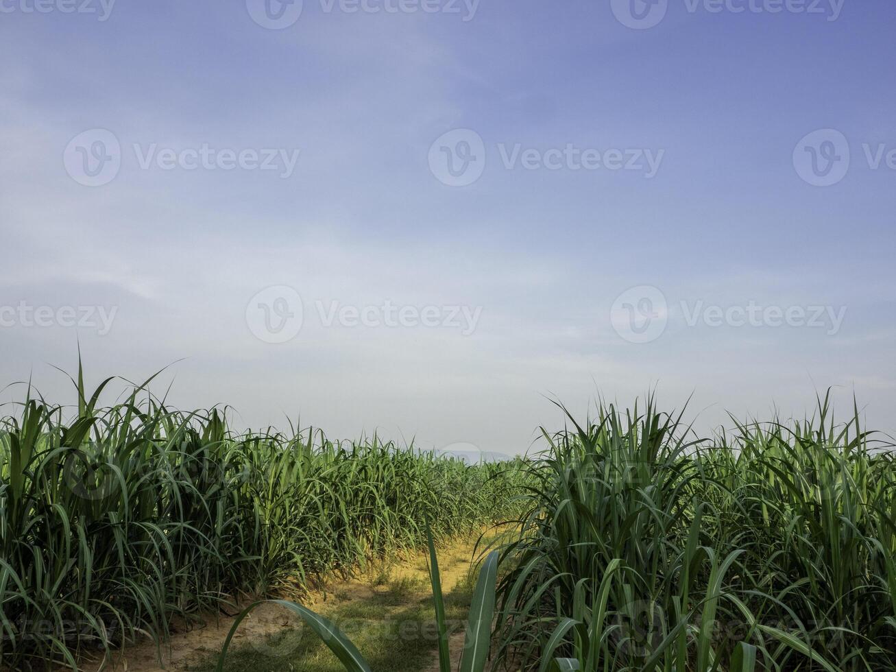 champ de canne à sucre au lever du soleil en thaïlande photo