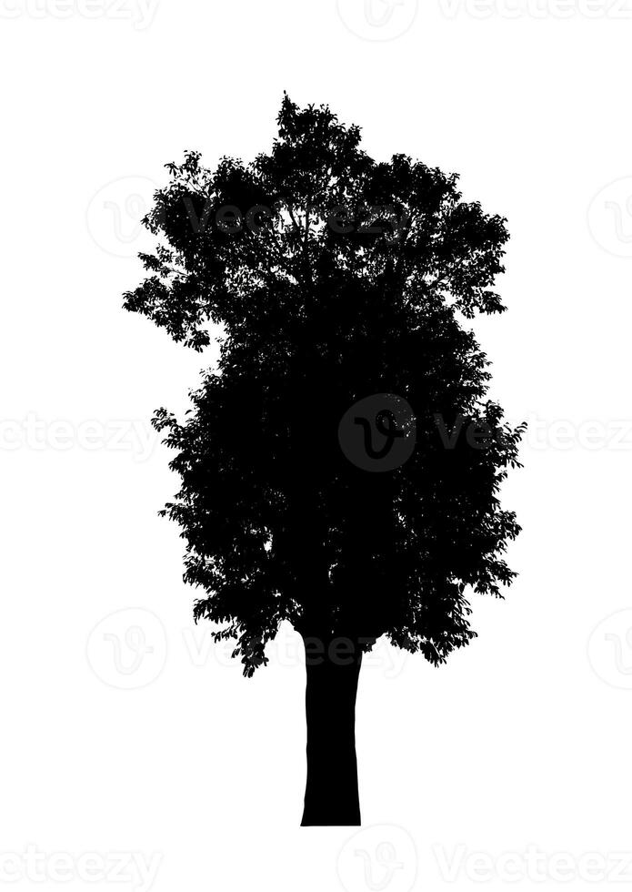 arbre silhouette pour brosse sur blanc Contexte. photo