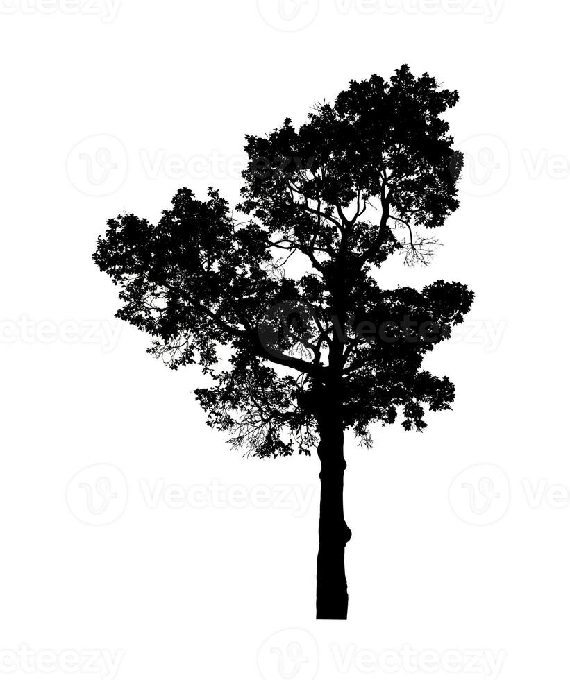 arbre silhouette pour brosse sur blanc Contexte. photo